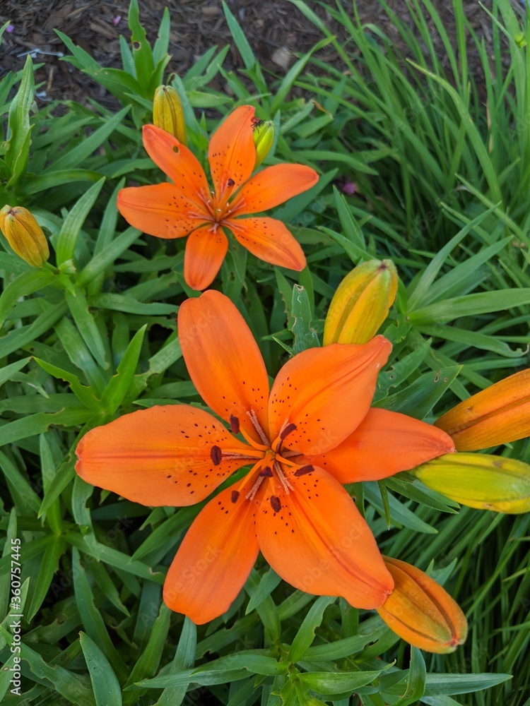 Flowers, Summer, Flower, Plants Flowers, Summer, Flower, Plants