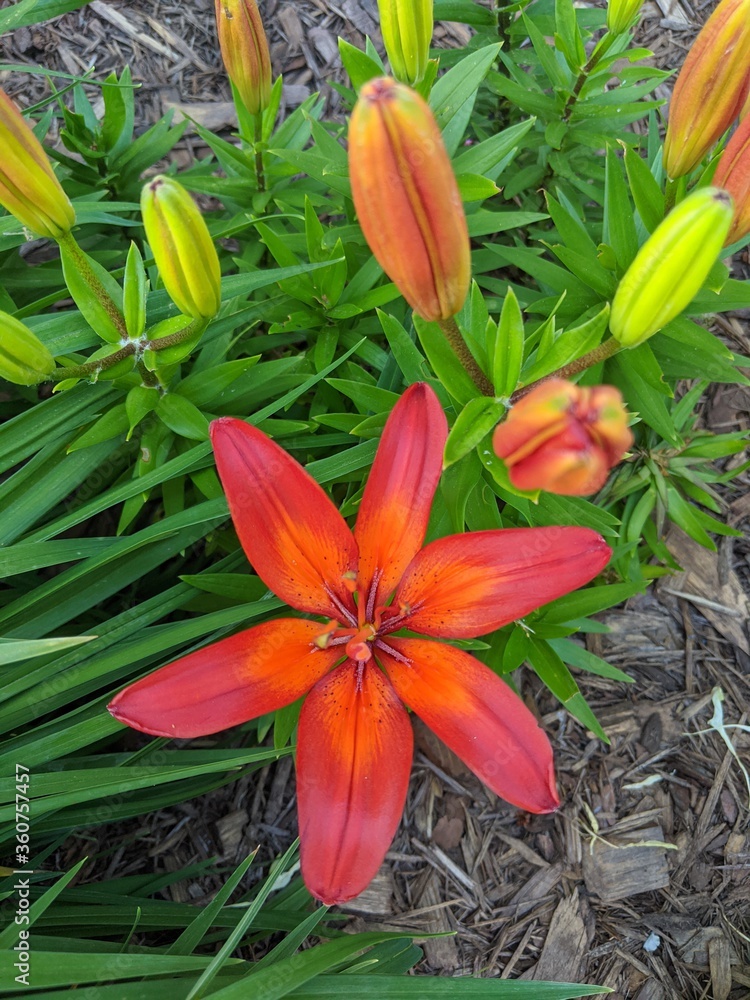 Flowers, Summer, Flower, Plants Flowers, Summer, Flower, Plants