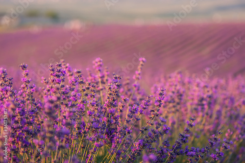 Blooming lavender field, even rows of flowering plants. Beautiful lavender flower field. Growing lavender, blooming violet fragrant lavender flowers. Perfume ingredient, honey plant.