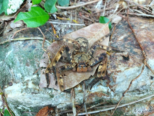 Big brown spider Climb on the dry leaves in the forest. Natural background