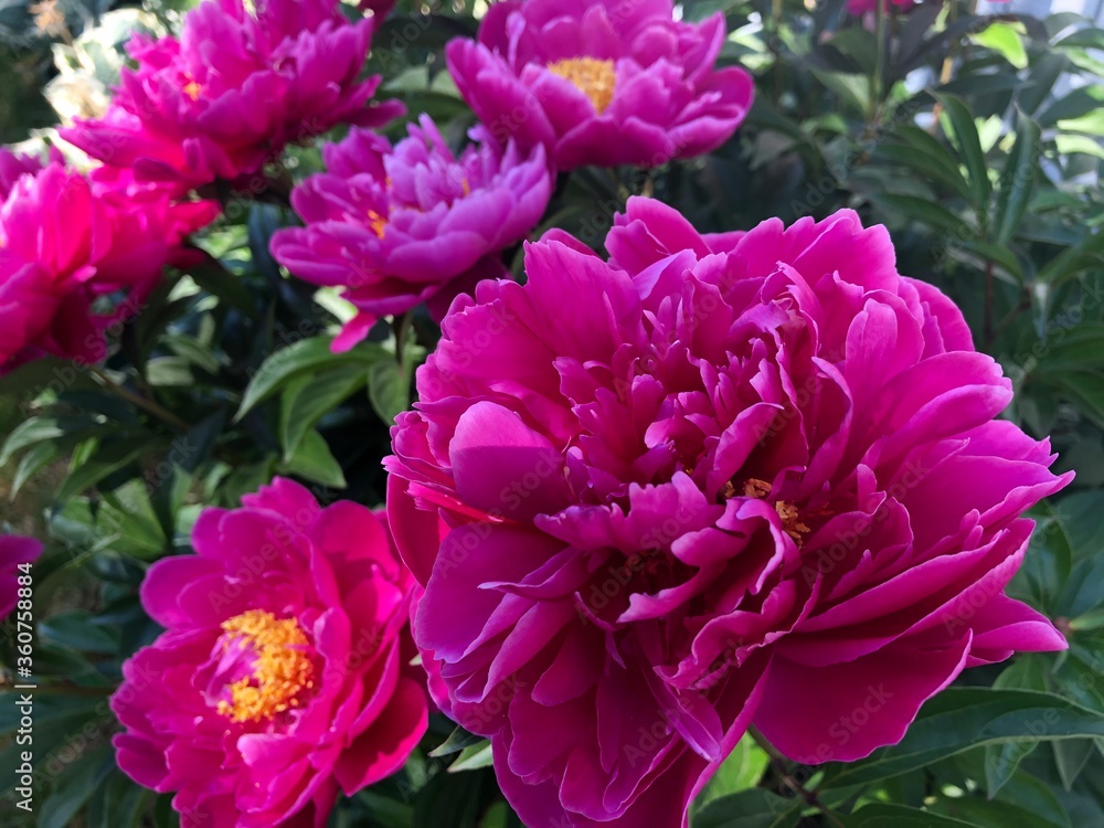 pink dahlia flowers pink dahlia flowers