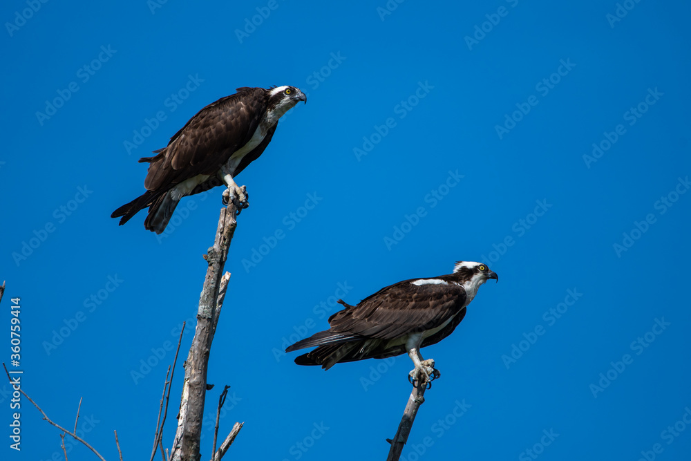 Osprey Pair Keeping Watch while Perched in Tree Osprey Pair Keeping Watch while Perched in Tree