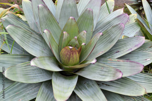 imposing tropical imperial bromeliad highlighted photo