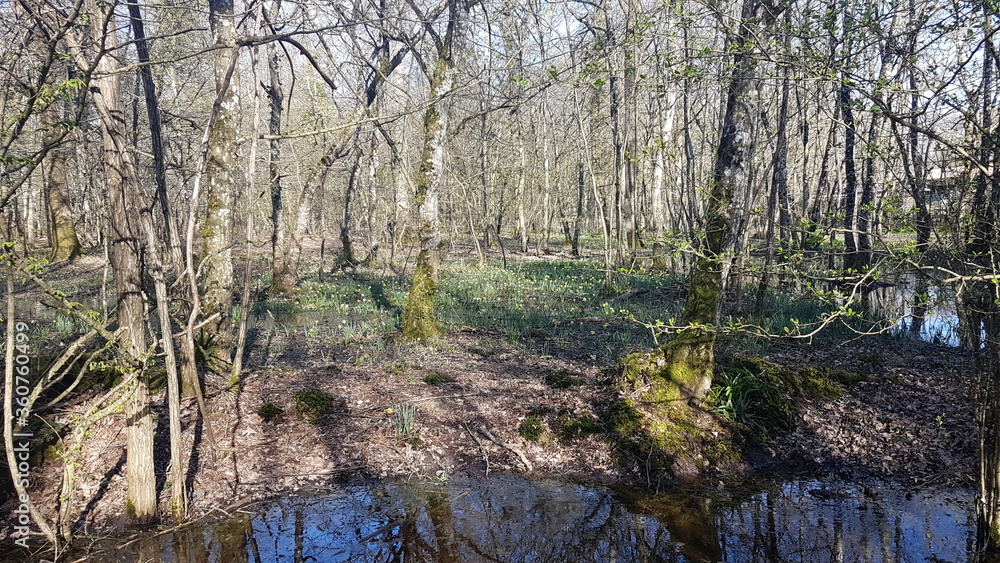 Fototapeta premium reeds in the water