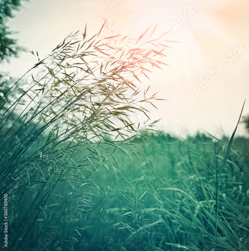 Uncut summer meadow. Nature background.