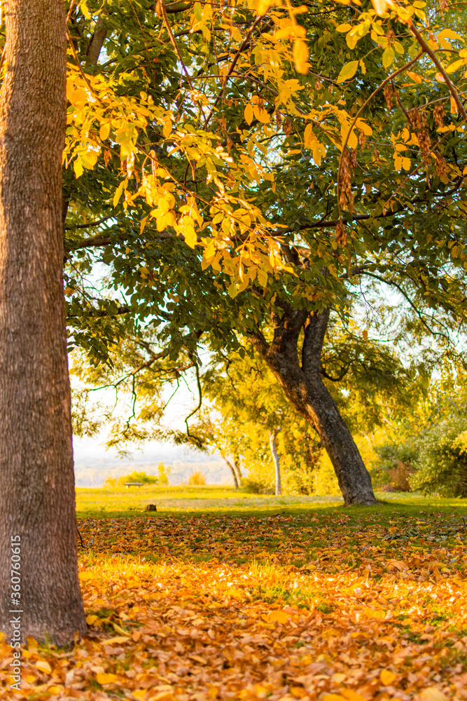 OTOÑO OTOÑO