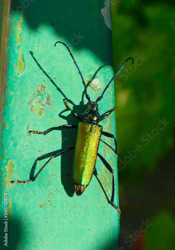 Big golden-green beetle Spanish Fly (cantharis lytta vesicatoria). The source of the terpenoid cantharidin, a toxic blistering agent once used as an aphrodisiac