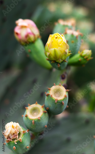 prickly pear cactus © Michael