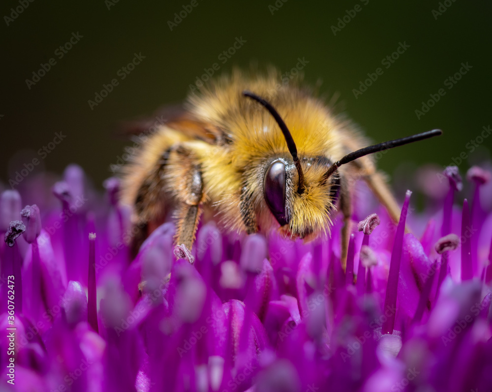 Close up of a Bee on a purple Flower Close up of a Bee on a purple Flower