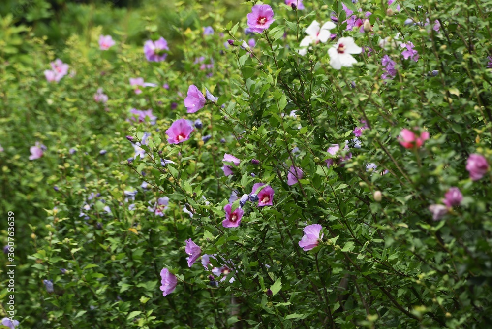 Rose of Sharon (Hibiscus syriacus) is a Malvaceae deciduous tree with beautiful white and pink flowers that bloom from August to September. Rose of Sharon (Hibiscus syriacus) is a Malvaceae deciduous tree with beautiful white and pink flowers that bloom from August to September.