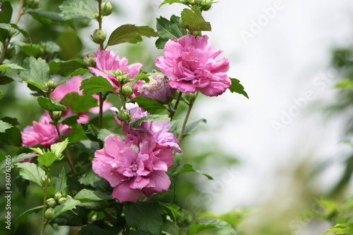 Rose of Sharon (Hibiscus syriacus) is a Malvaceae deciduous tree with beautiful white and pink flowers that bloom from August to September.