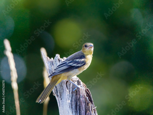 Female Grey Wagtail looking left photo