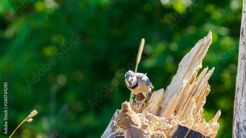The shouting match Bluejay versus Thrasher
