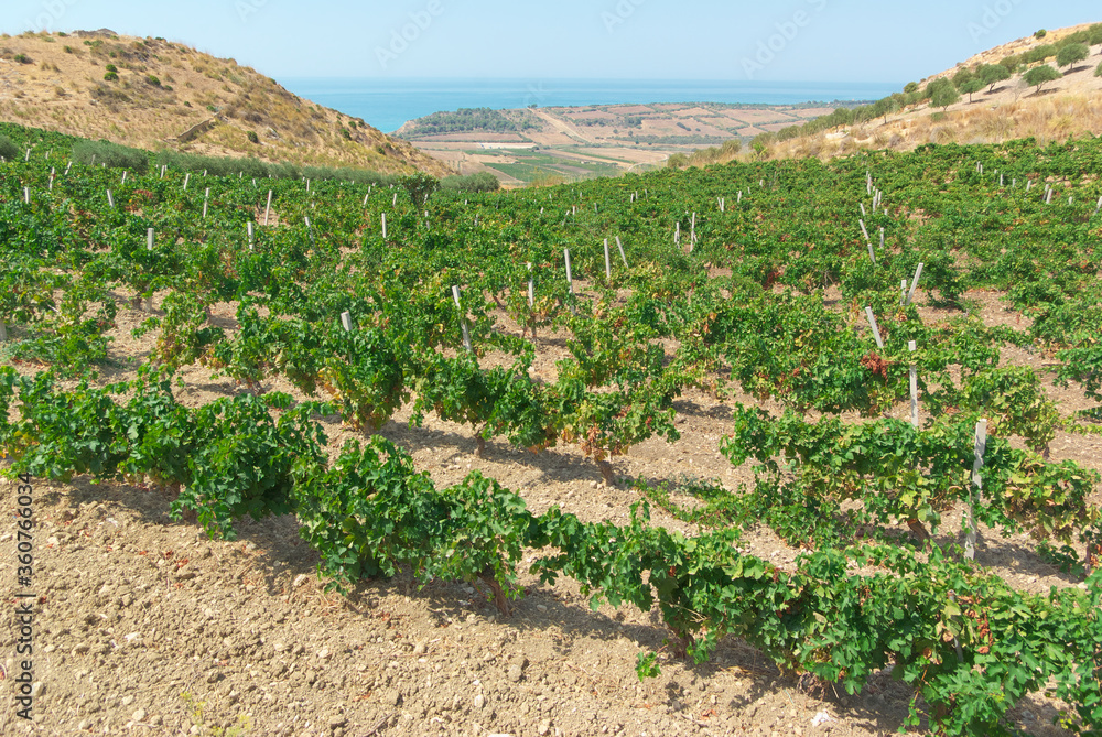 Φωτογραφία Vineyard On The Sea Of A Scenic Hill Countryside Of Sicily In Summer