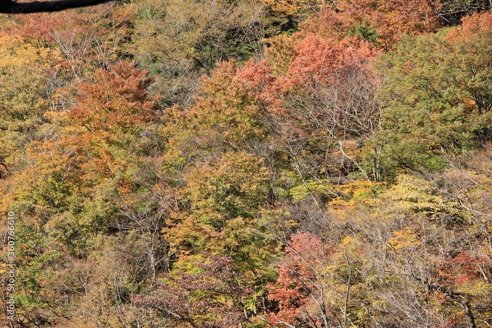 紅葉した木々 紅葉した木々
