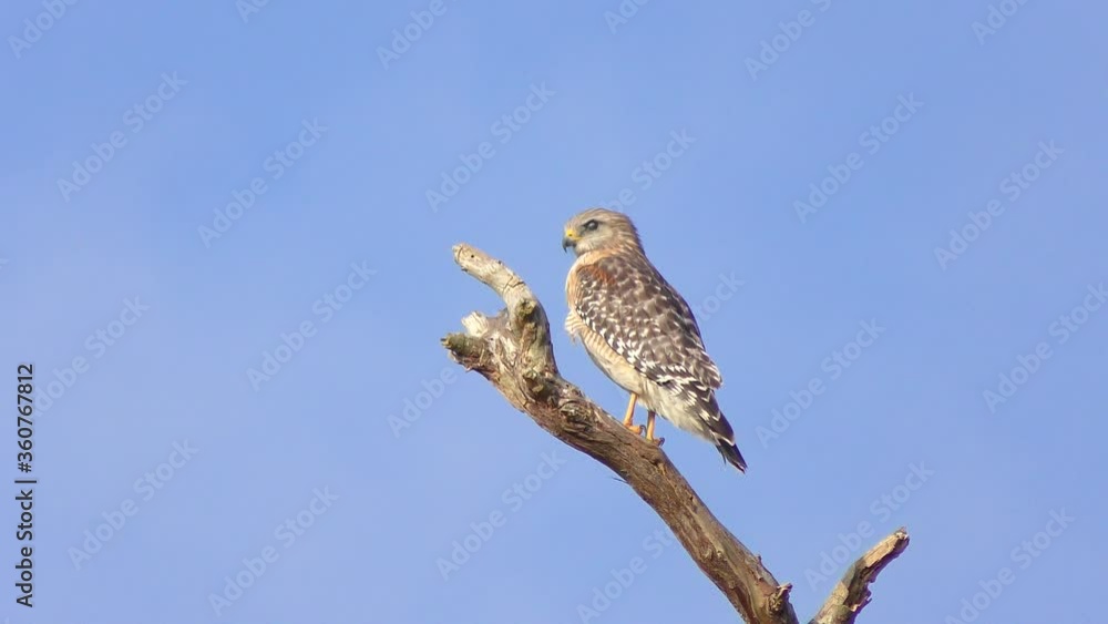Red-Shouldered Hawk on a branch against a blue sky Red-Shouldered Hawk on a branch against a blue sky