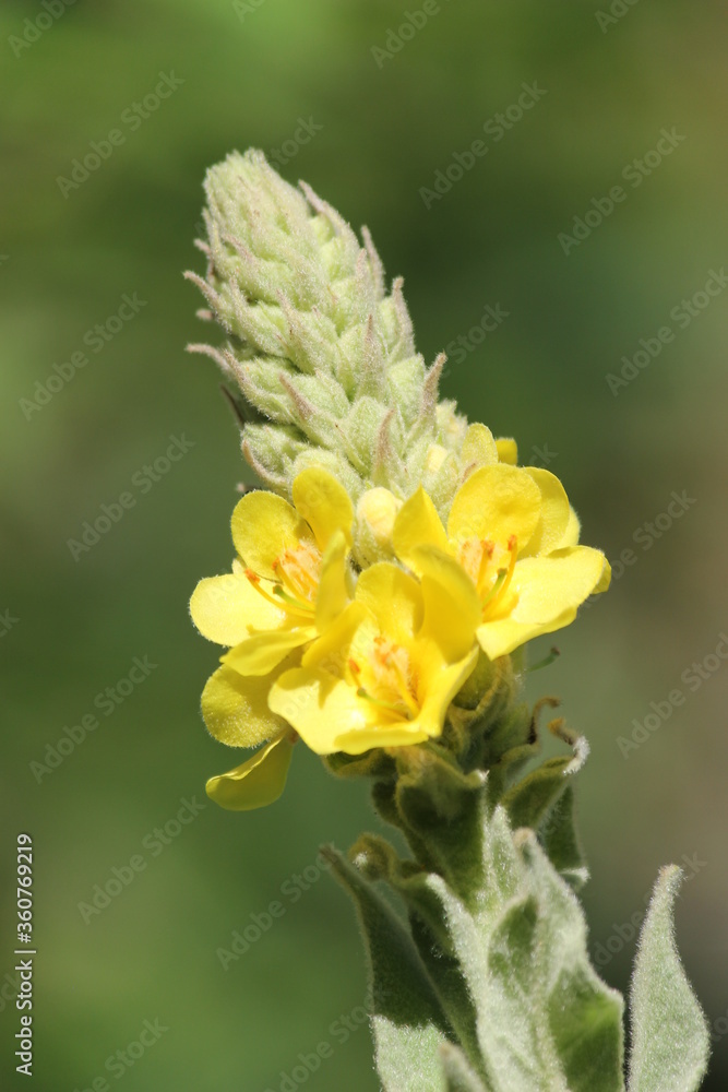 Closeup of yellow mullein flowers in early summer Closeup of yellow mullein flowers in early summer
