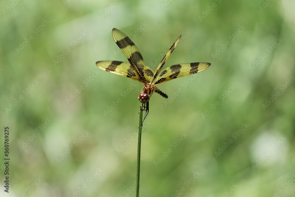 Yellow and black dragonfly Yellow and black dragonfly