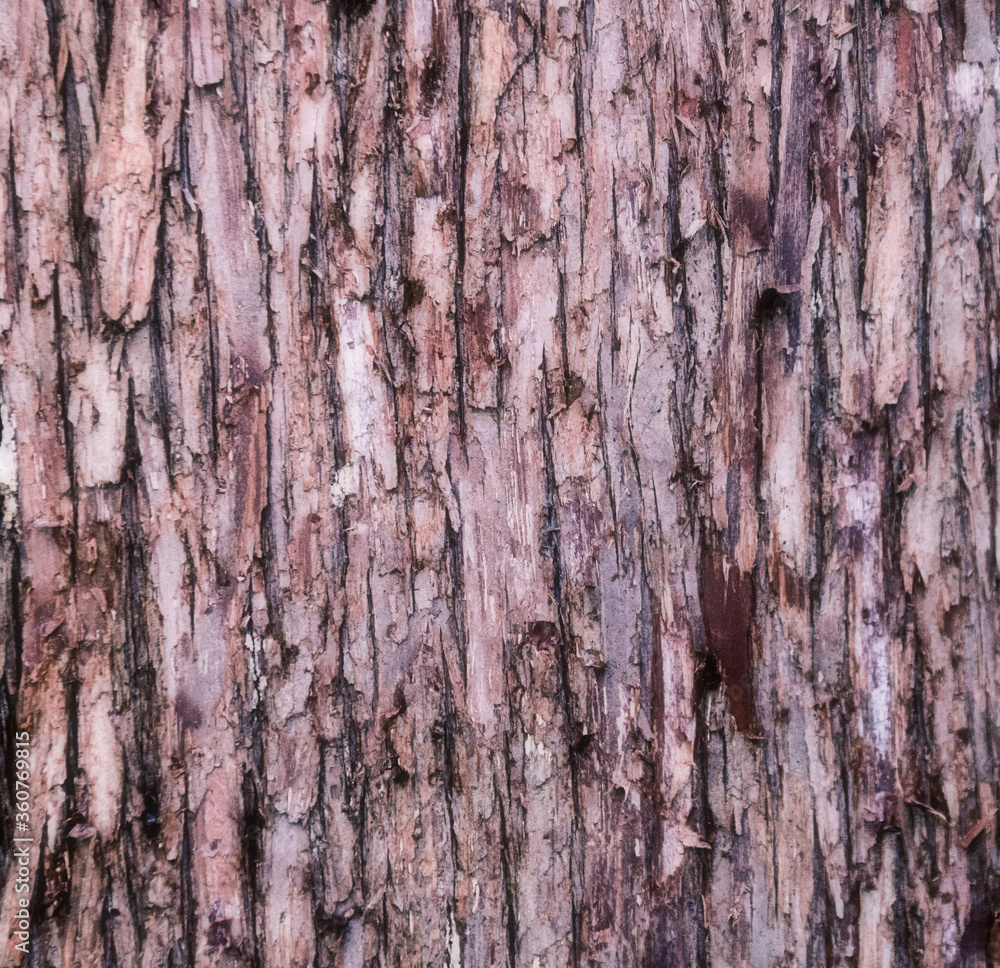 Closeup of old weather beaten tree bark texture background pattern Closeup of old weather beaten tree bark texture background pattern