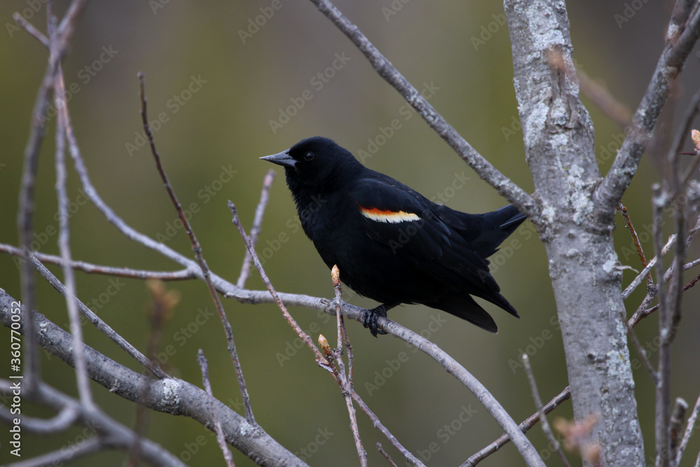 A Red-winged Blackbird (Agelaius phoeniceus) sitting in a tree, shot in Waterloo, Ontario, Canada. A Red-winged Blackbird (Agelaius phoeniceus) sitting in a tree, shot in Waterloo, Ontario, Canada.