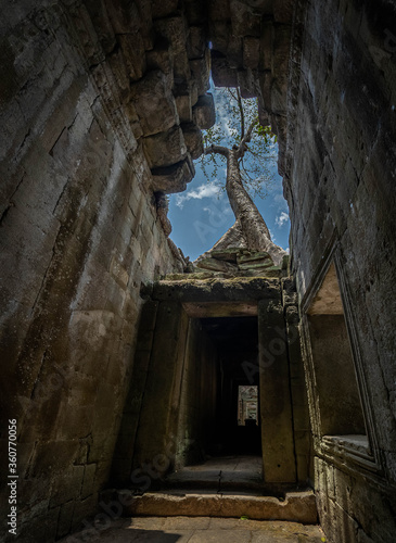 Árvore nascendo no topo das ruínas de tempo no Cambodia. Arvore vista pelo meio das ruínas no teto do prédio photo