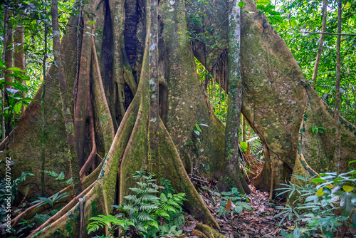 Base of a ceiba tree trunk (Ceiba pentandra) in the Amazon rainforest, Yasuni national park, Ecuador. Unsharp foreground plants, sharp tree. photo