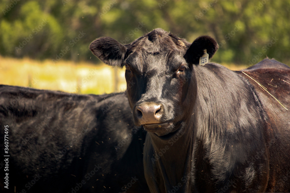 Closeup of Two Black Cows Looking at the Camera in a Field in Texas Closeup of Two Black Cows Looking at the Camera in a Field in Texas