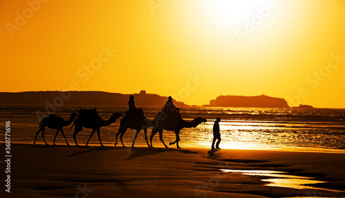 Camel caravan silhouette in sunset, Essaouria, Morocco photo