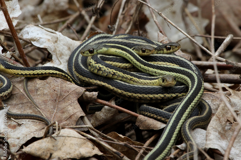 A pile of Eastern Garter Snakes (Thamnophis sirtalis sirtalis) in the leaf litter. Shot in Waterloo, Ontario, Canada. A pile of Eastern Garter Snakes (Thamnophis sirtalis sirtalis) in the leaf litter. Shot in Waterloo, Ontario, Canada.