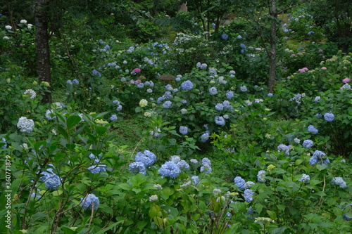 紫陽花園