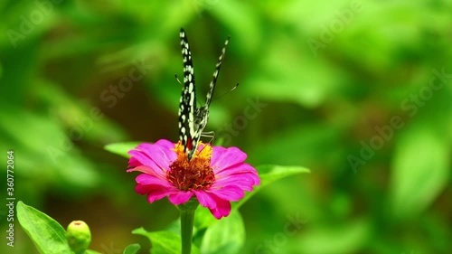 Insect butterfly feeding on a pink flower with green foliage background. Lime swallowtail close up insect feeding footage with bright vibrant colours.
