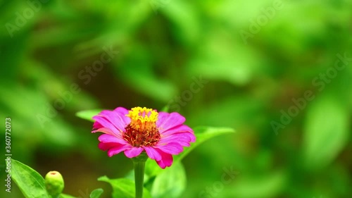 Pink flower with vibrant green foliage background, bright sunlit intimate close up garden scene.