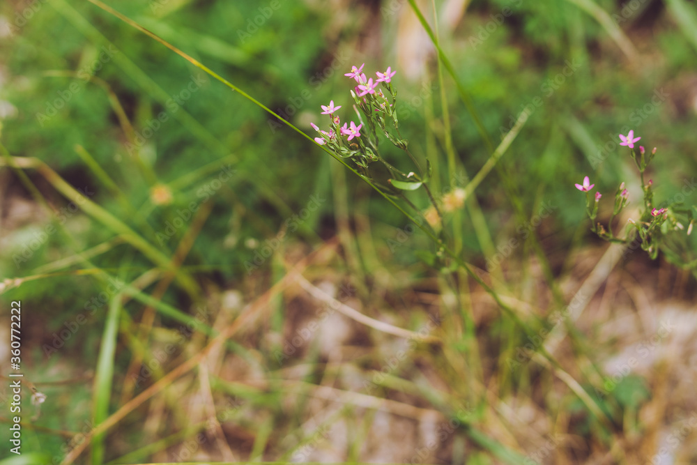 Flowers on a summer day in a Texas nature reserve. Flowers on a summer day in a Texas nature reserve.