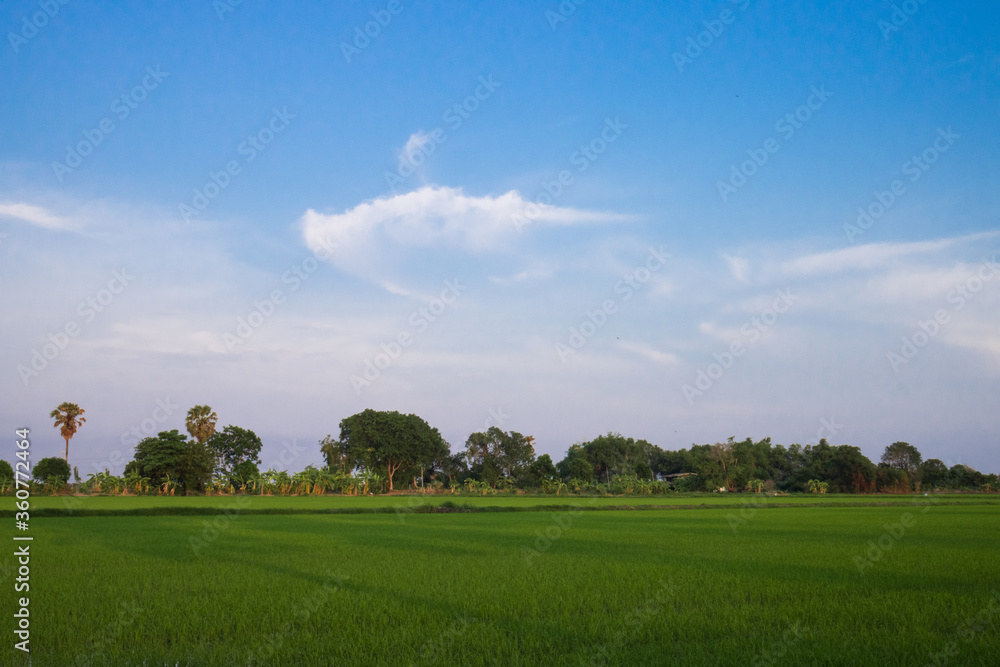 Fresh spring green grass. Beauty natural background. wallpaper green color.
