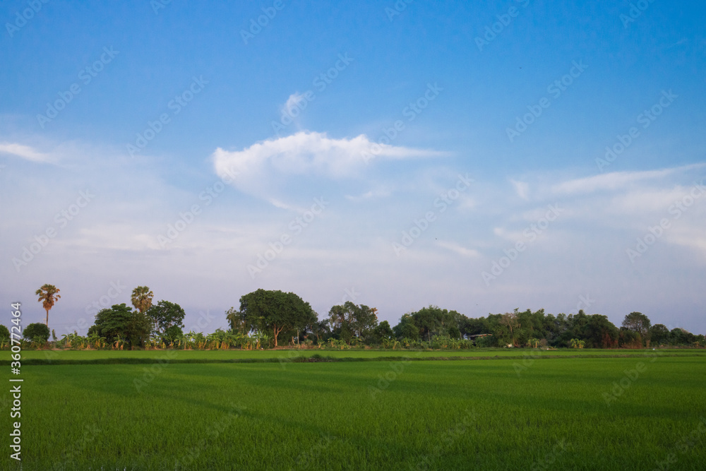 Fresh spring green grass. Beauty natural background. wallpaper green color. Fresh spring green grass. Beauty natural background. wallpaper green color.