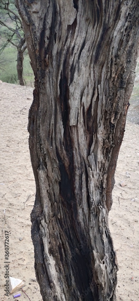A Dry Old Tree in Desert Forest A Dry Old Tree in Desert Forest