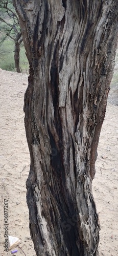 A Dry Old Tree in Desert Forest
