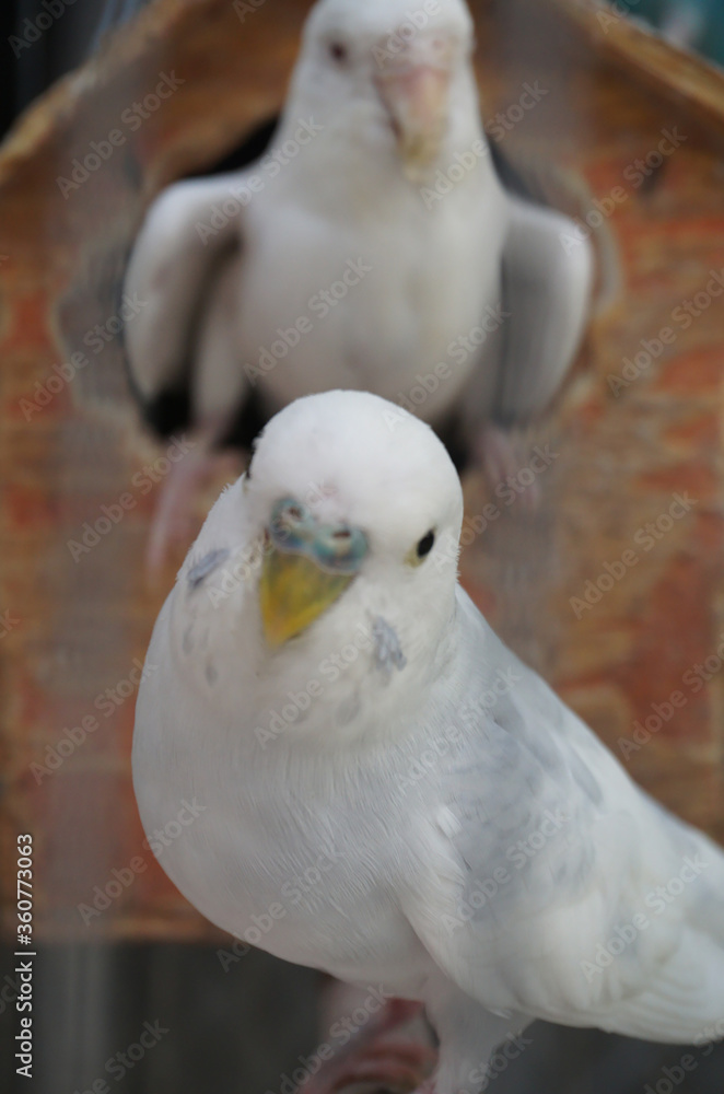 A white bird from the window of its house made out of wood A white bird from the window of its house made out of wood