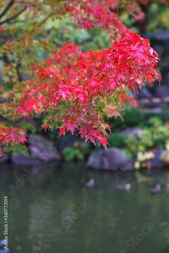 紅葉の清見庭園で秋を感じる