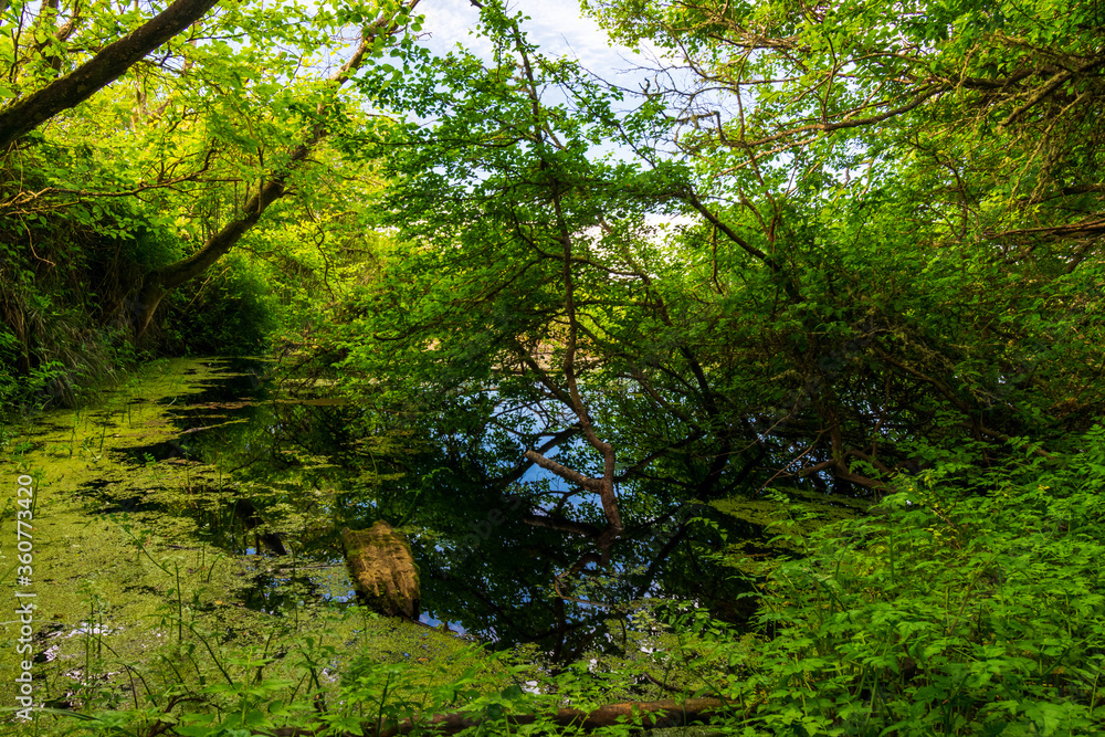 Obraz premium Tranquil Whidbey Island Pond