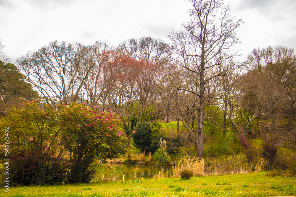 Obraz premium trees in the field