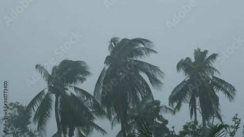 Palm Trees Sway with Strong Wind Tropical Storm 