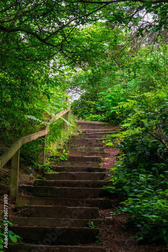 Staircase In The Forest