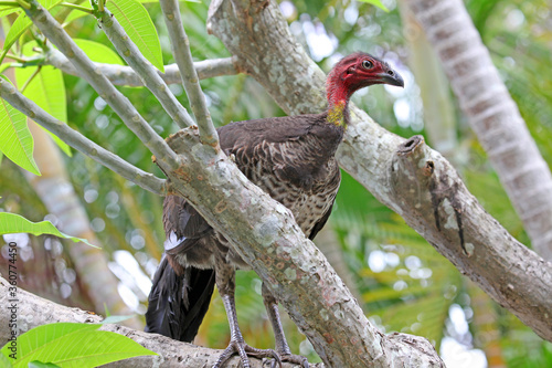 A wild bush turkey in a tree in residential area of Queensland, Australia photo