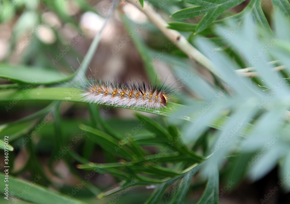 Closeup of spikey catepillar on a greville bush, queensland australia