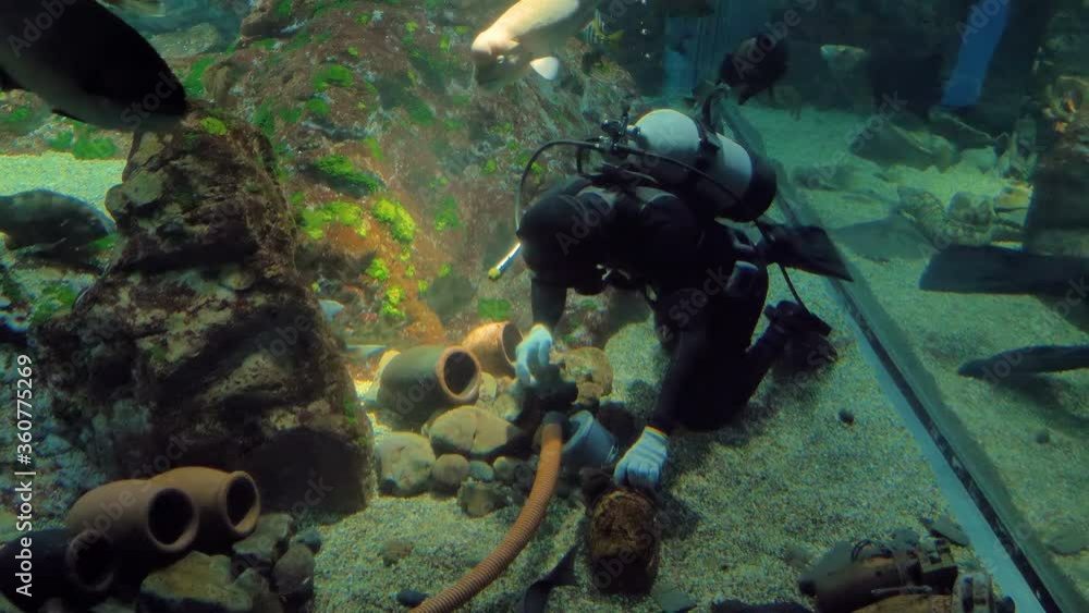 A diver cleaning out the pots inside the aquarium in Osaka Japan A diver cleaning out the pots inside the aquarium in Osaka Japan