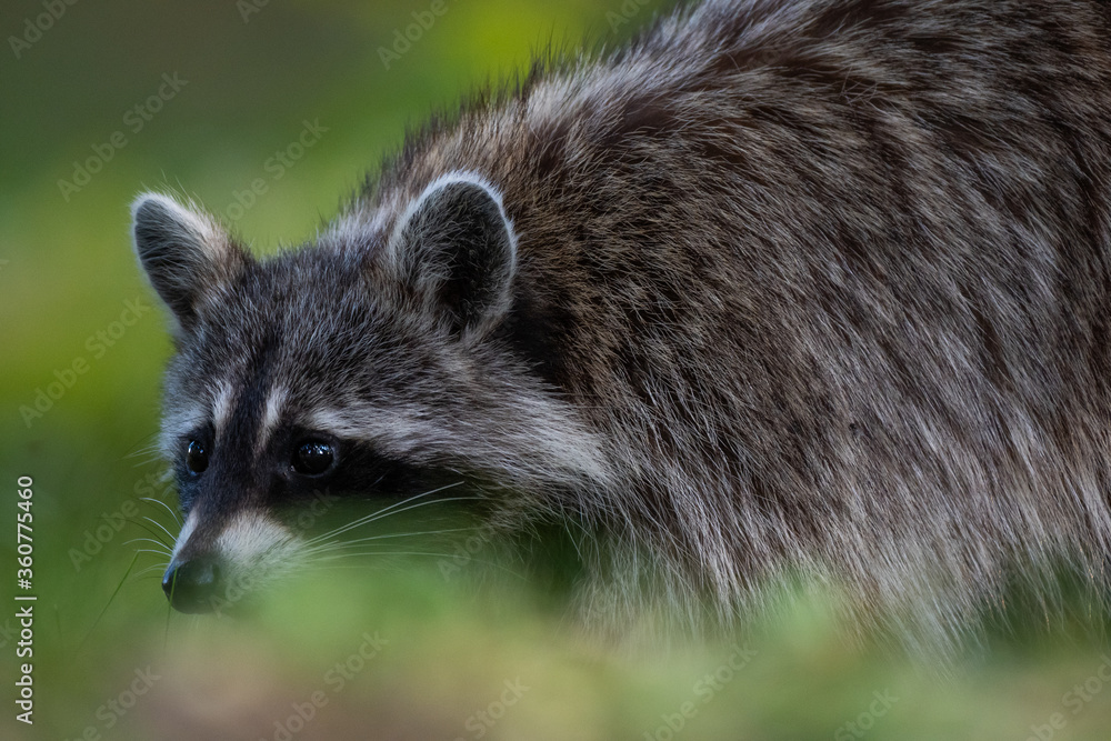 A raccoon walking in the grass looking for food A raccoon walking in the grass looking for food