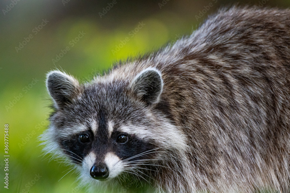 A raccoon walking in the grass looking for food