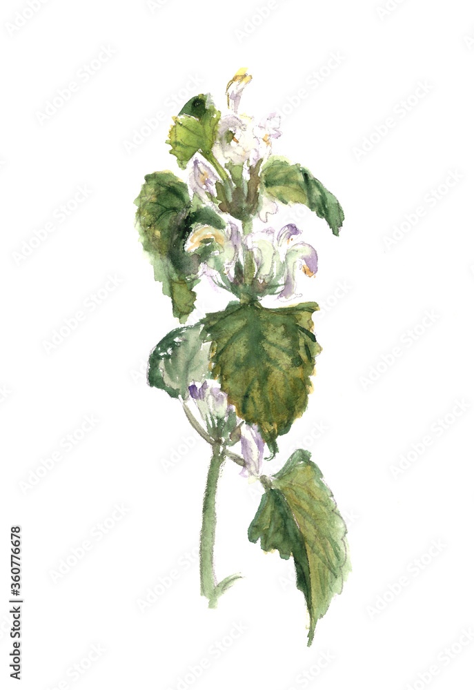 Naklejka premium Flora, Wildflowers, White Dead Nettle, watercolor botanical sketch