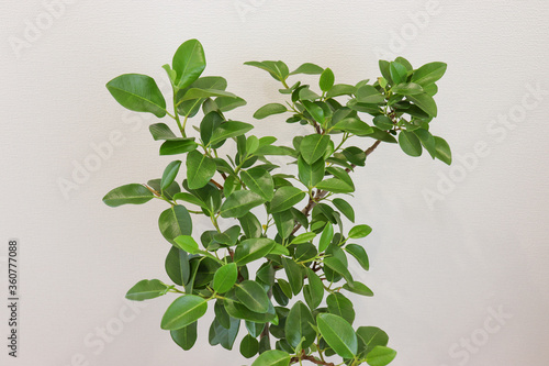 観葉植物（フランスゴムの木）のイメージ